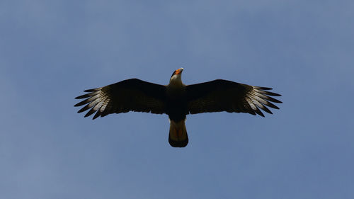 Low angle view of eagle flying against clear blue sky