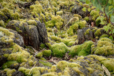 Scenic view of rocks and trees in forest