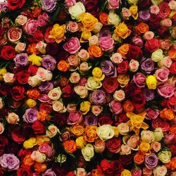 Full frame of colorful flowers in market