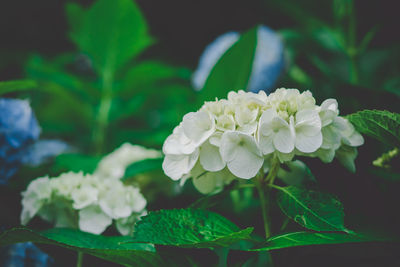 Close-up of white flowering plant