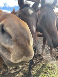 Close-up of horses in ranch