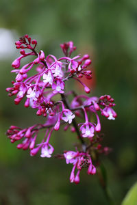 Close-up of pink flower