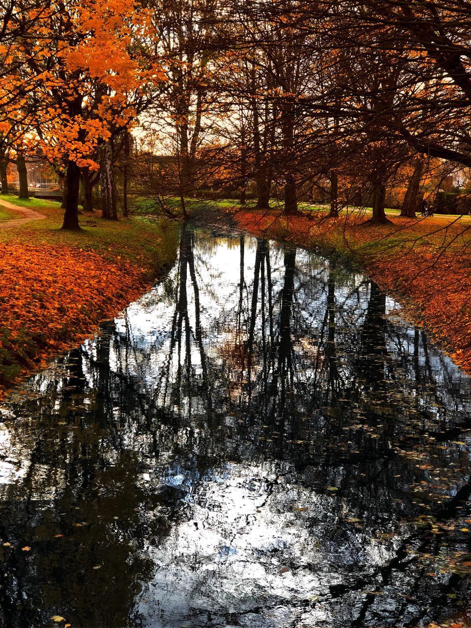 SCENIC VIEW OF LAKE IN FOREST