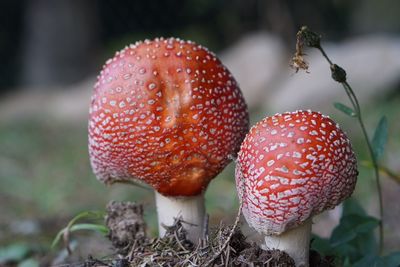 Close-up of fly agaric mushroom