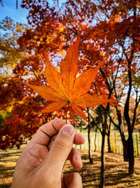 Close-up of hand holding maple leaf during autumn