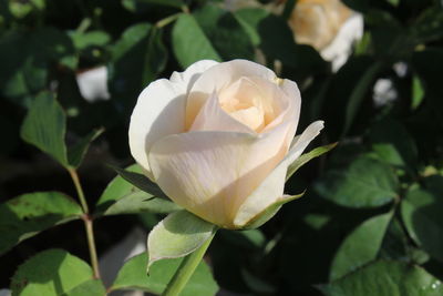 Close-up of white rose