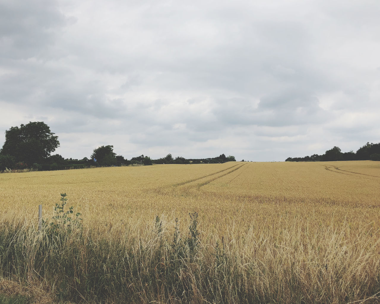 sky, landscape, field, land, environment, tranquil scene, tranquility, plant, cloud - sky, beauty in nature, rural scene, scenics - nature, agriculture, nature, growth, day, no people, grass, tree, outdoors, plantation