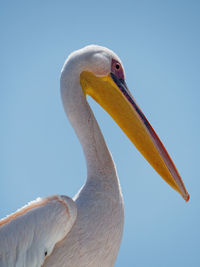 Close-up of a bird against clear sky