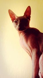 pets