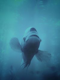 Close-up of fish swimming underwater