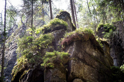 Low angle view of trees in forest