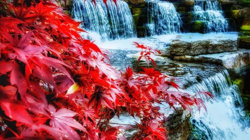 Close-up of red swimming in water