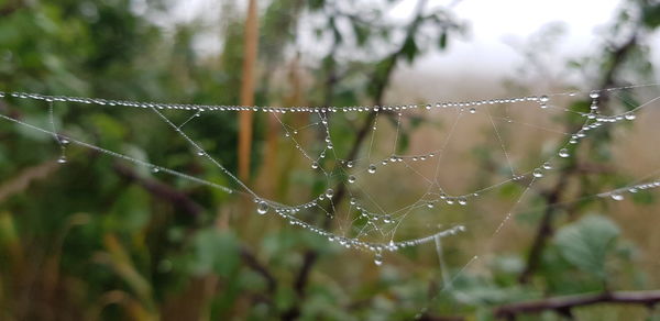 Close-up of wet spider web in rainy season