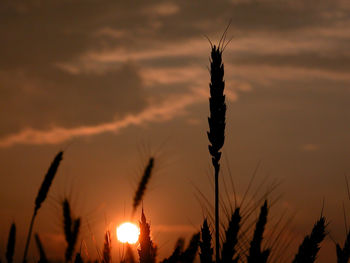 Close-up of silhouette plant against sky during sunset