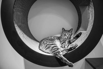 Cat sitting on circular furniture