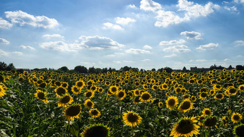 Scenic view of sunflower field against sky