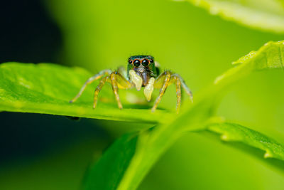 Close up of jumping spider on leaf with nature background.