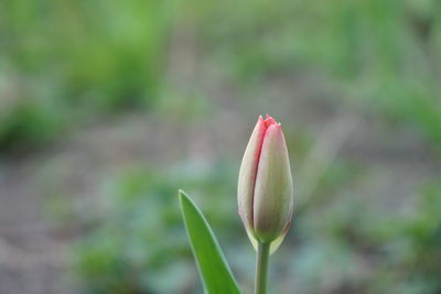 Close-up of flower blooming outdoors