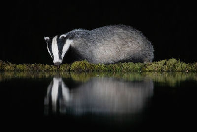 View of turtle in water at night