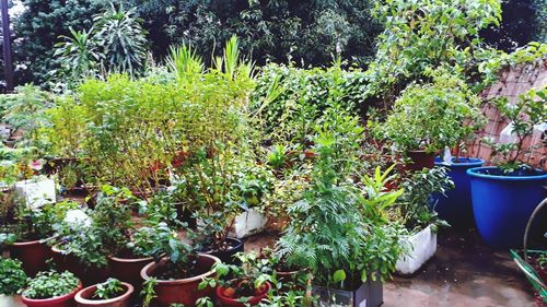 Potted plants in garden