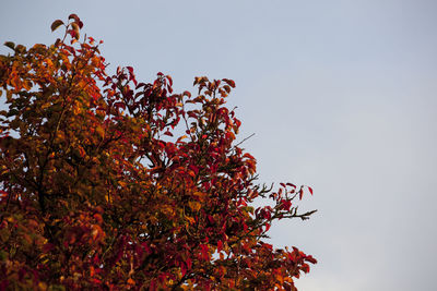 Low angle view of tree against clear sky