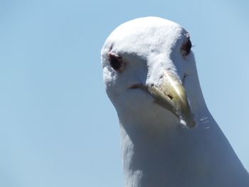Low angle view of seagull against clear sky