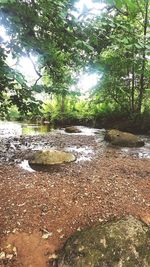 View of river passing through forest