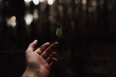 Close-up of hand holding plant at night