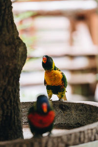 Close-up of parrot perching on a tree