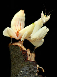 Close-up of bird perching on black background