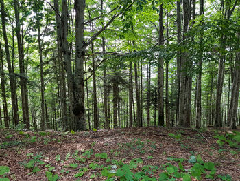 Trees growing in forest