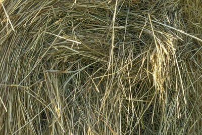 High angle view of stalks in field