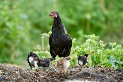 Mother black hen or chickens in indian village green background. domesticus. poultry chickens