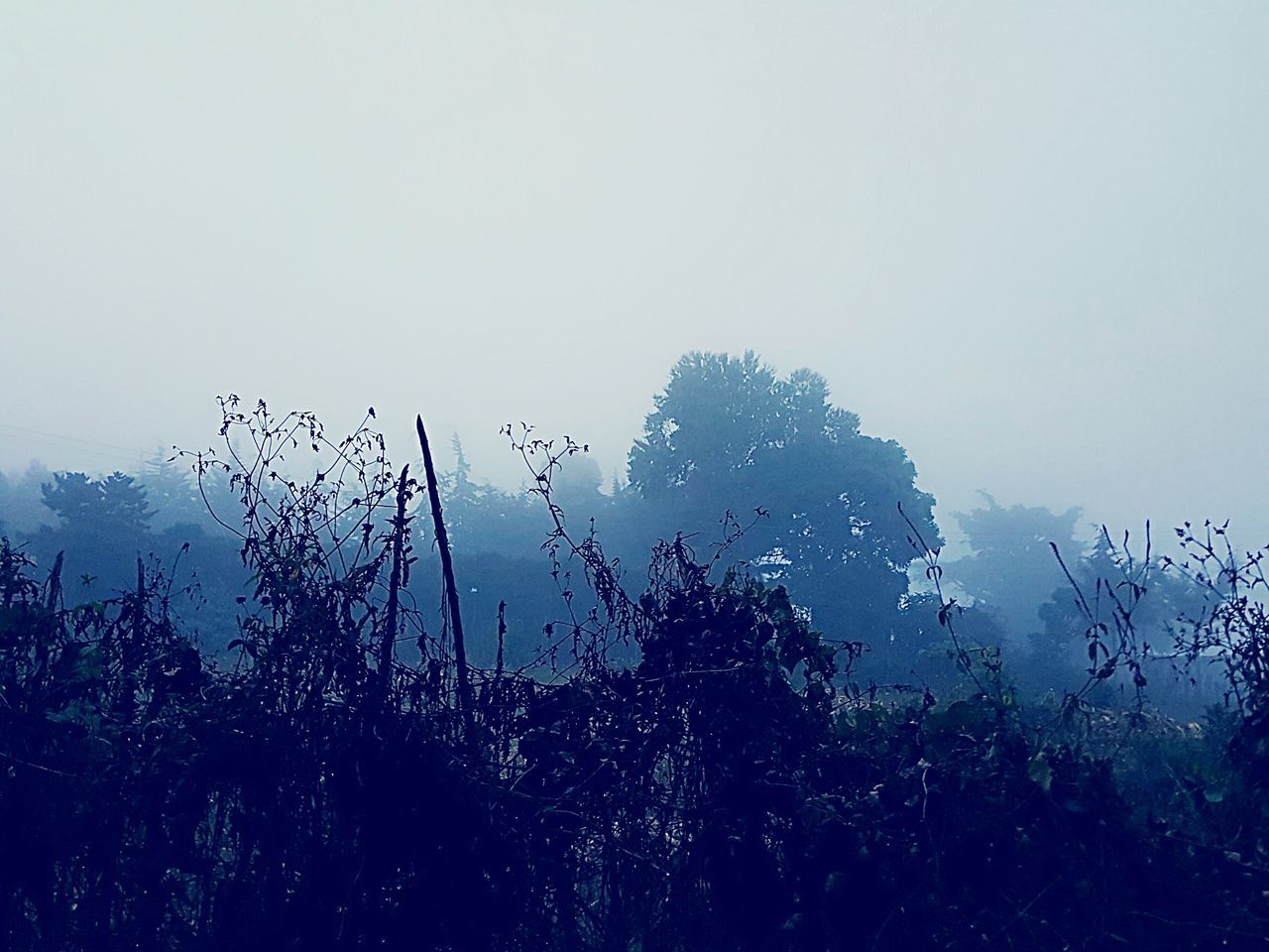 CLOSE-UP OF WATER DROPS ON SILHOUETTE OF GRASS AGAINST SKY