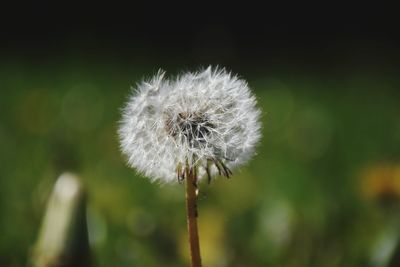 Close-up of dandelion