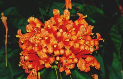 Close-up of orange flowers blooming outdoors