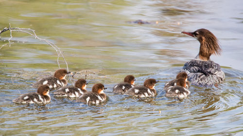 Ducks swimming in lake