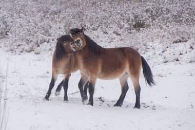 Exmoors pony