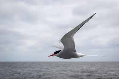 Seagull flying over a sea