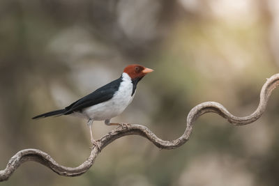 Close-up of bird perching on branch