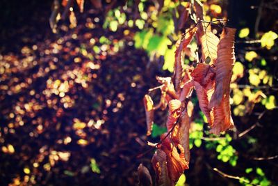 Close-up of leaves on plant