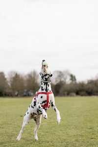 Dog catching ball on field against sky