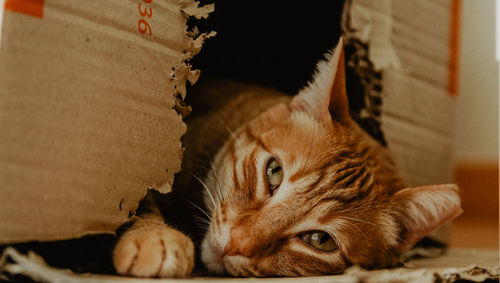 Close-up portrait of a cat at home