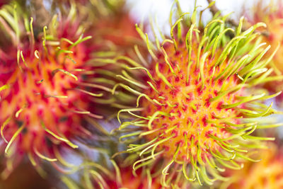 Close-up of red flowering plant