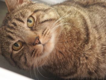 Close-up portrait of tabby cat