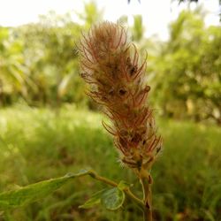 Close-up of caterpillar on plant