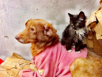 Close-up of a young cat sitting on a dog dressed in pink top