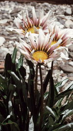 Close-up of flowers blooming outdoors