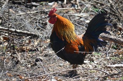 Close-up of rooster on field