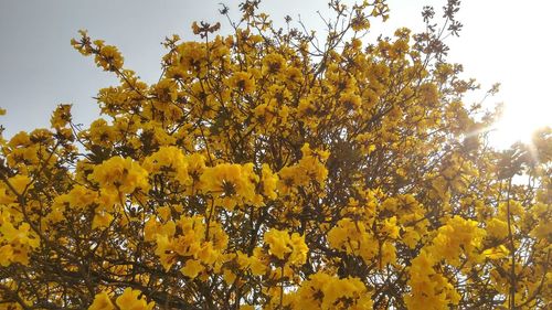 Low angle view of yellow tree